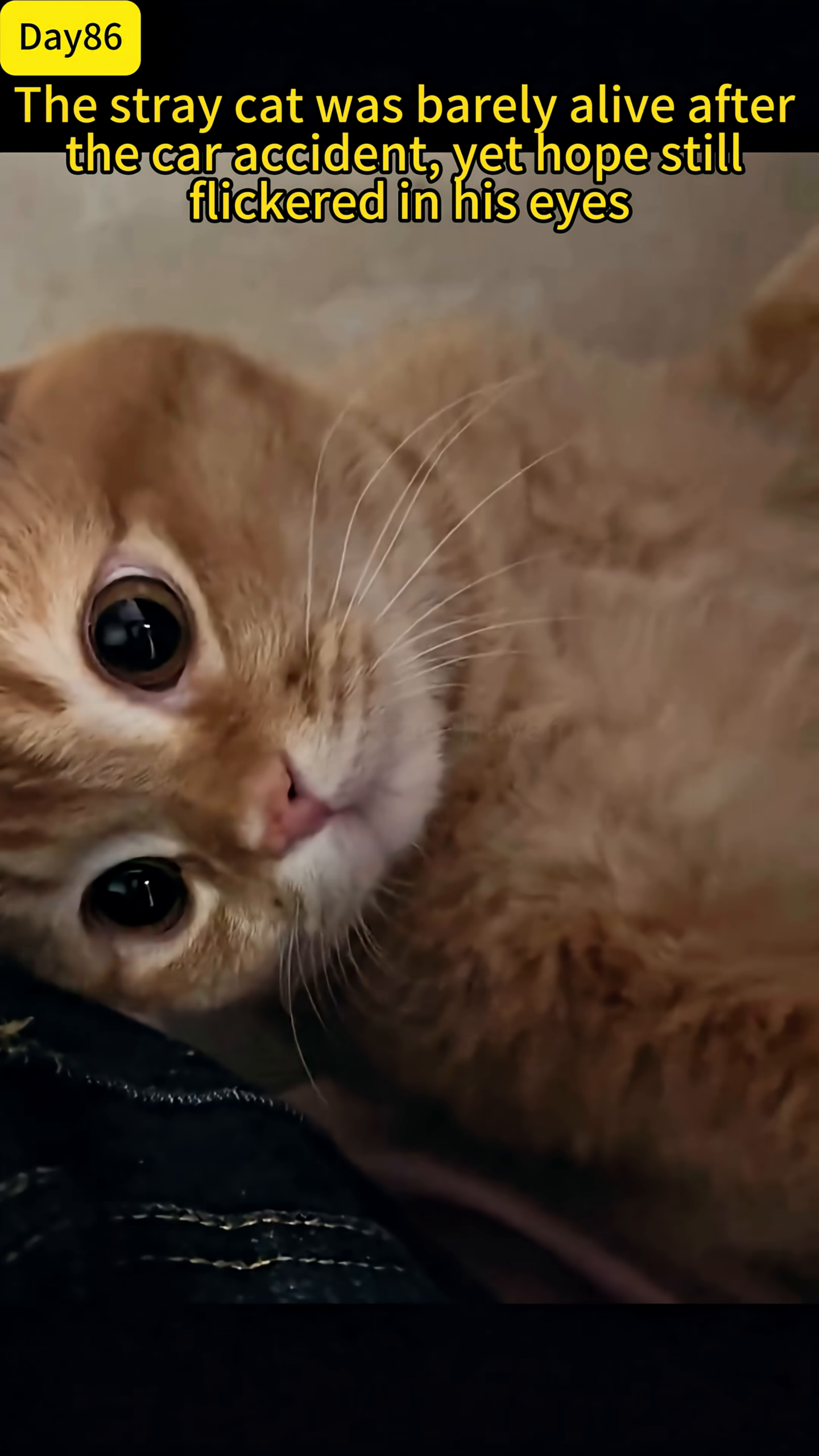 The ginger cat lies down, looking peaceful and relaxed, his eyes alert and bright.