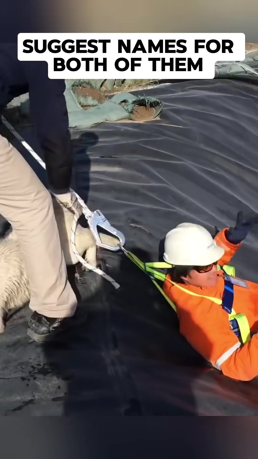 A rescuer in an orange suit holds a fluffy white puppy, while another dog stands nearby.