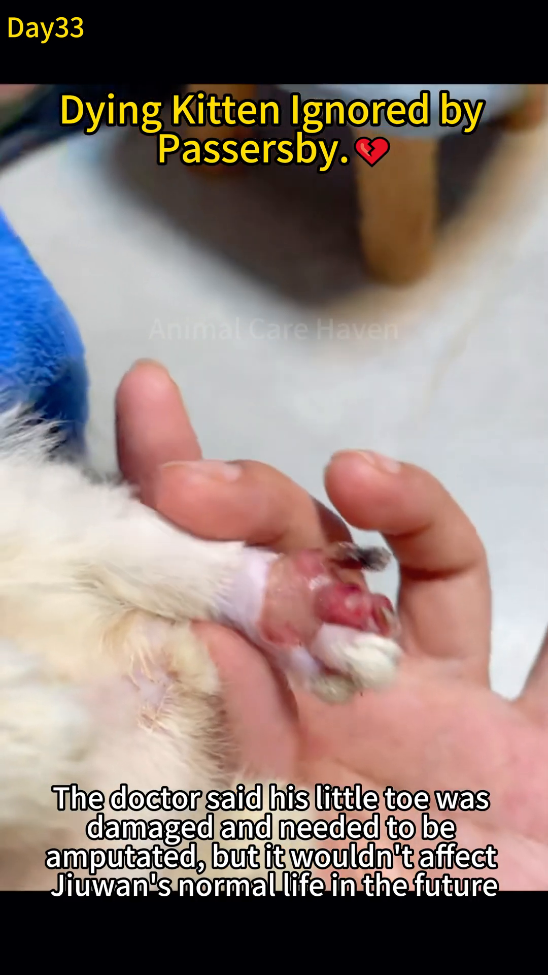 A close-up of a kitten's paw shows a damaged toe being examined by a veterinarian.