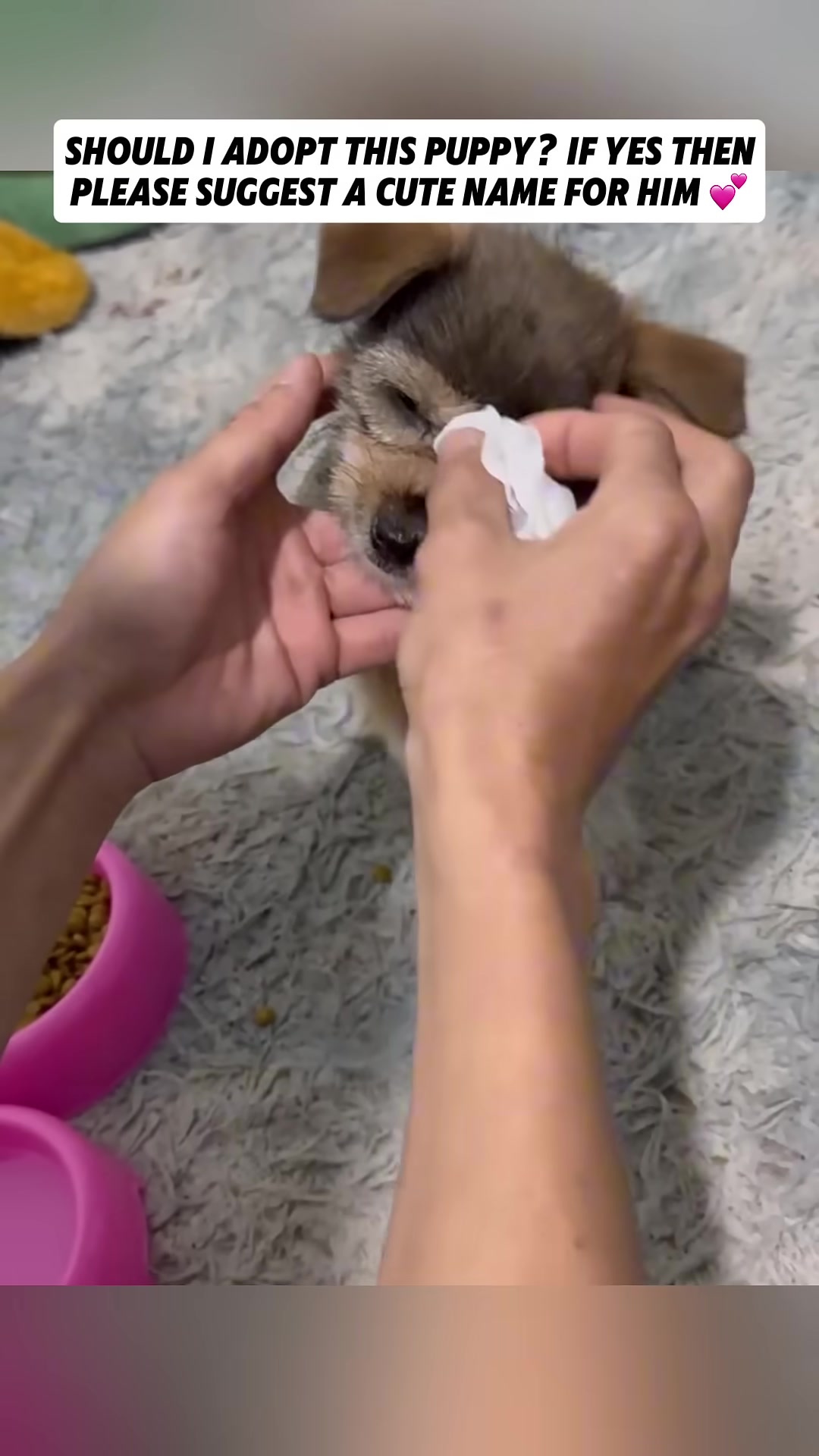A small puppy is being fed from a hand, with food bowls nearby.