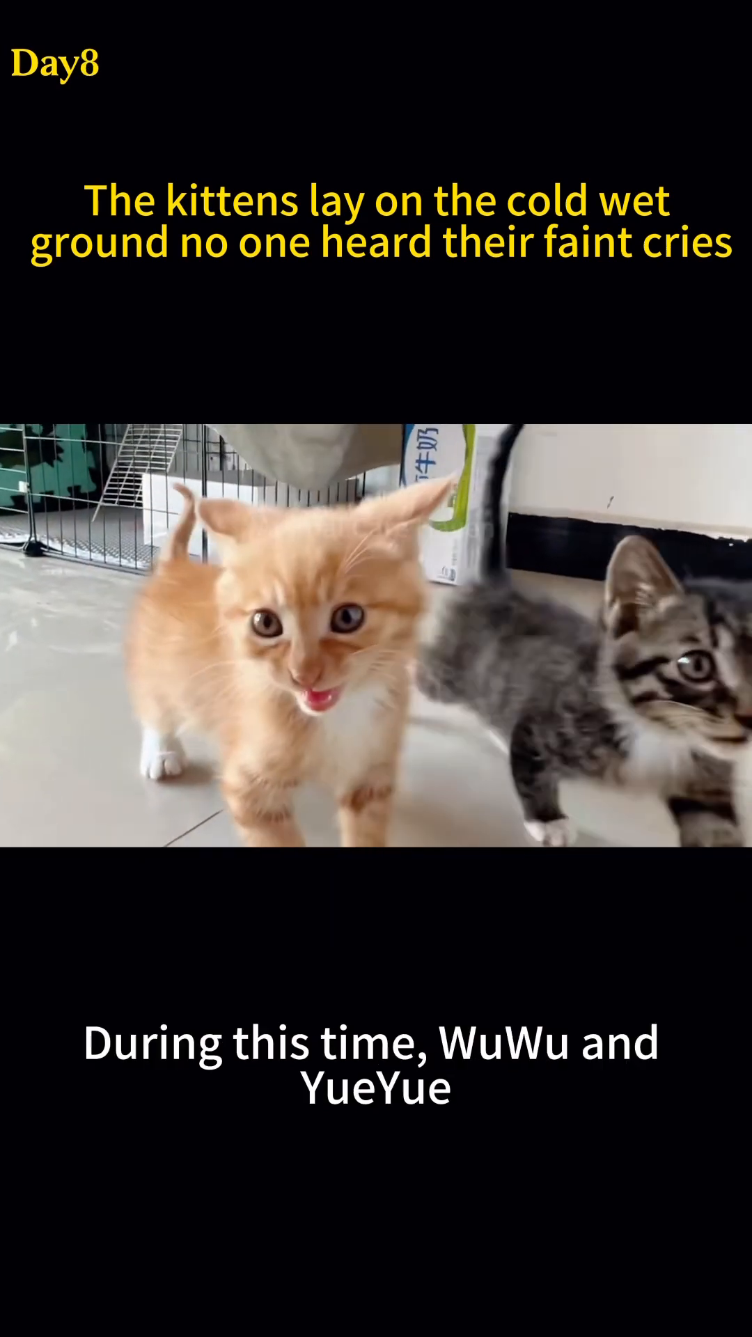 Two healthy, playful kittens looking at the camera.