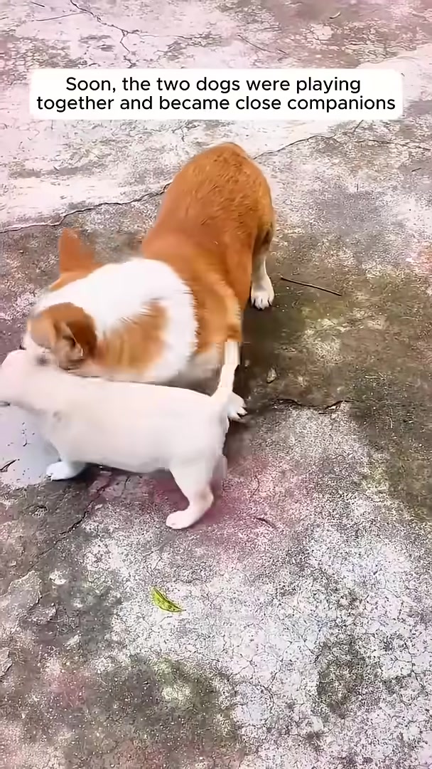 Two dogs, a corgi and a white puppy, play together in a yard.