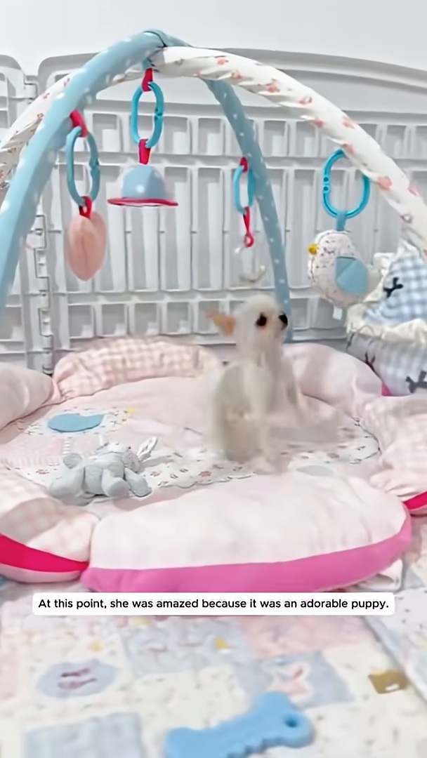 A small white puppy stands on its hind legs, playing.