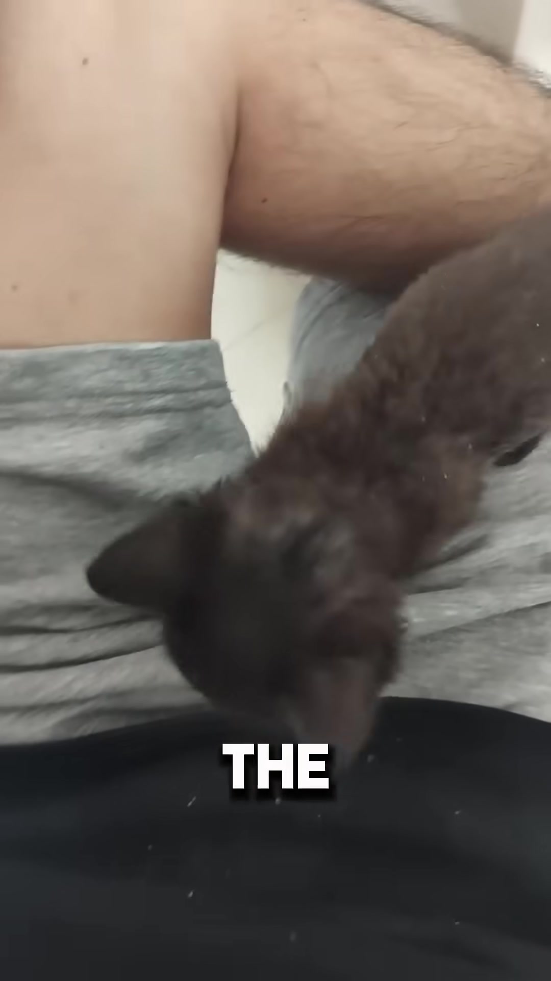 A kitten sleeps peacefully on a man's chest, curled up and content.