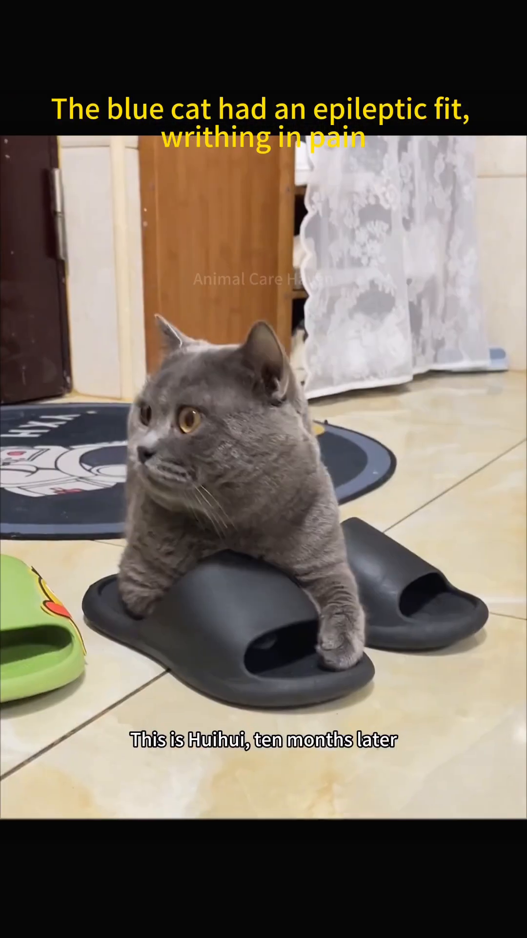 A healthy-looking grey cat is sitting on a small red stool, looking alert.
