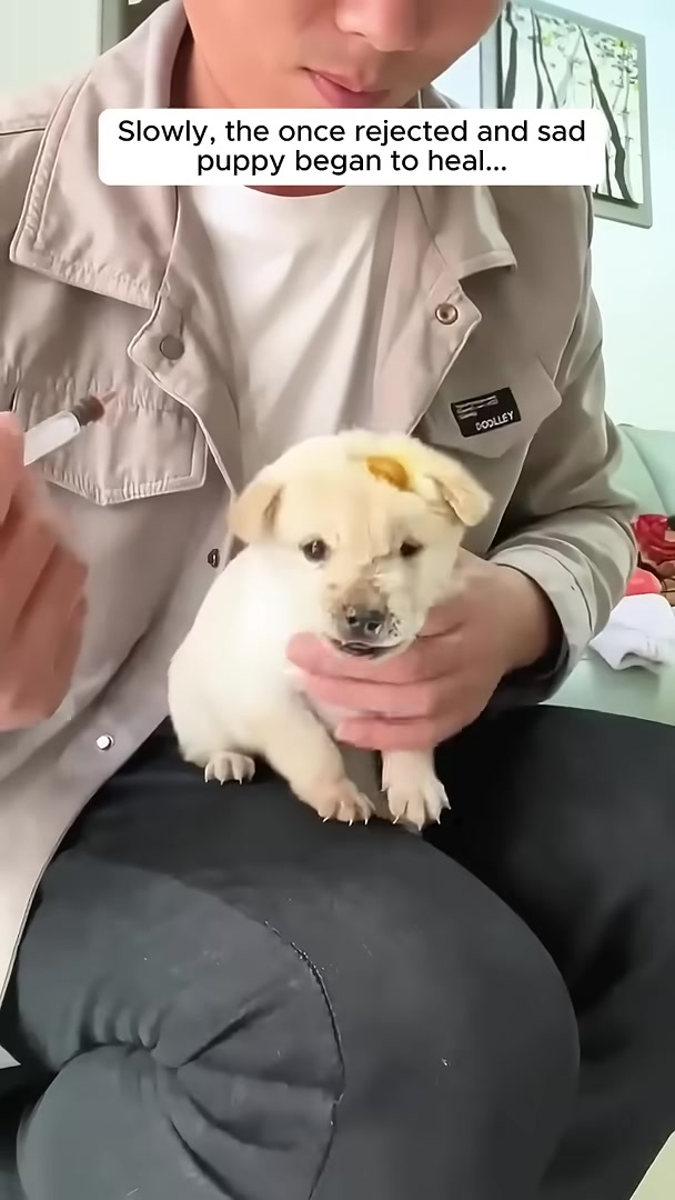 A man feeding a small puppy with a bottle, the puppy looks much healthier.