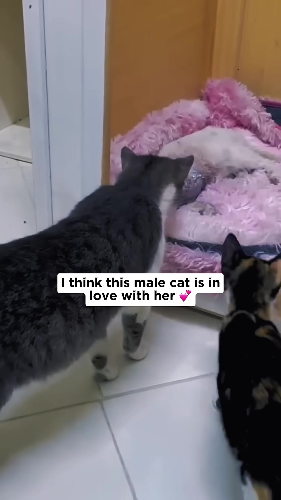 A grey and white cat gently sniffs near the injured cat, who is lying on a pink bed.