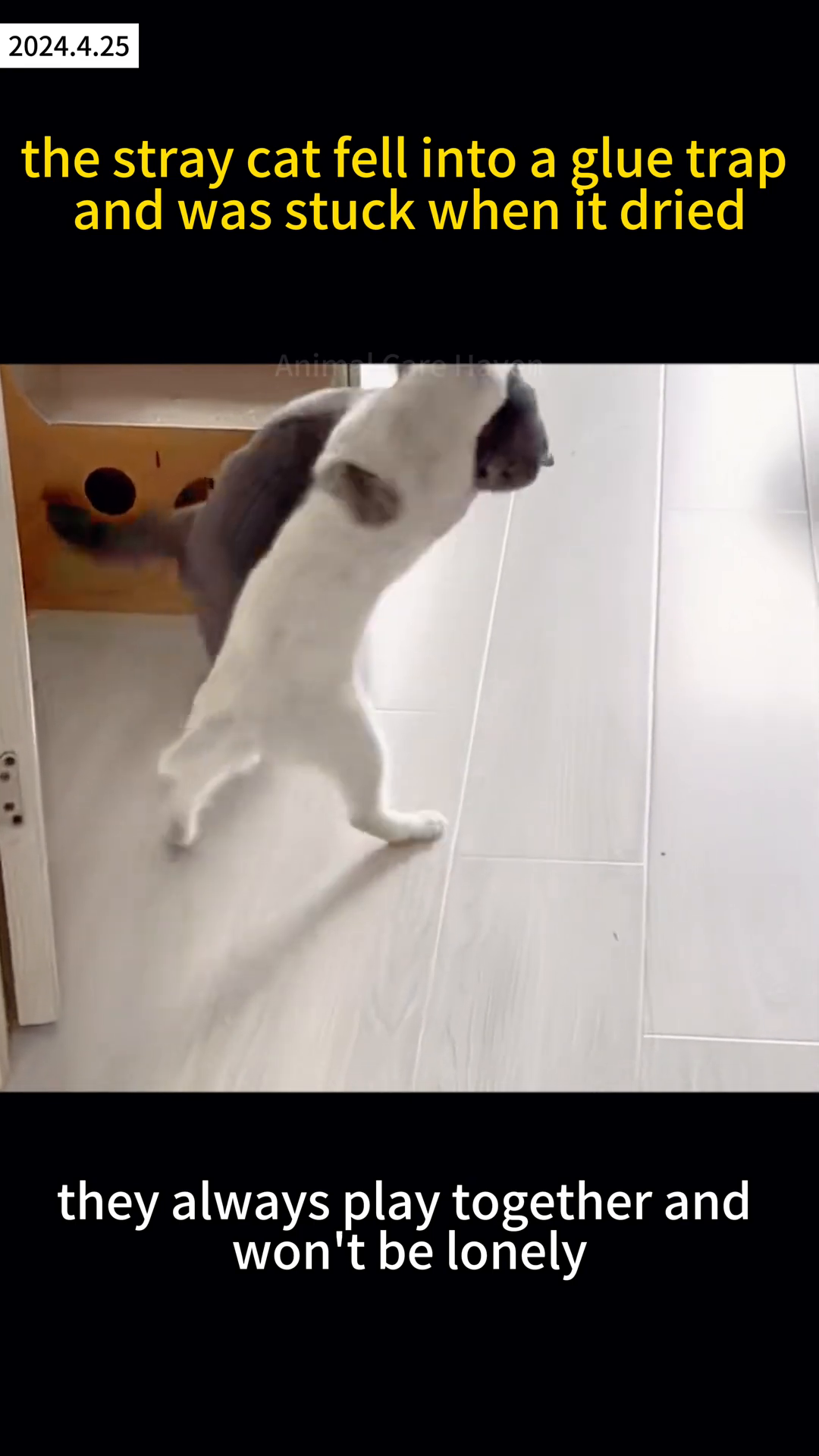 Two cats, one white and one dark gray, are playfully interacting in a hallway.