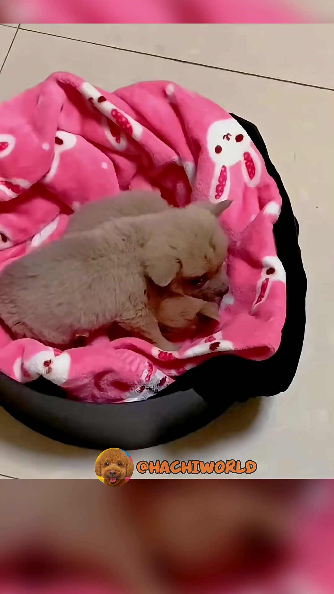 The two puppies are sleeping soundly, nestled together on a pink blanket in a cozy bed.