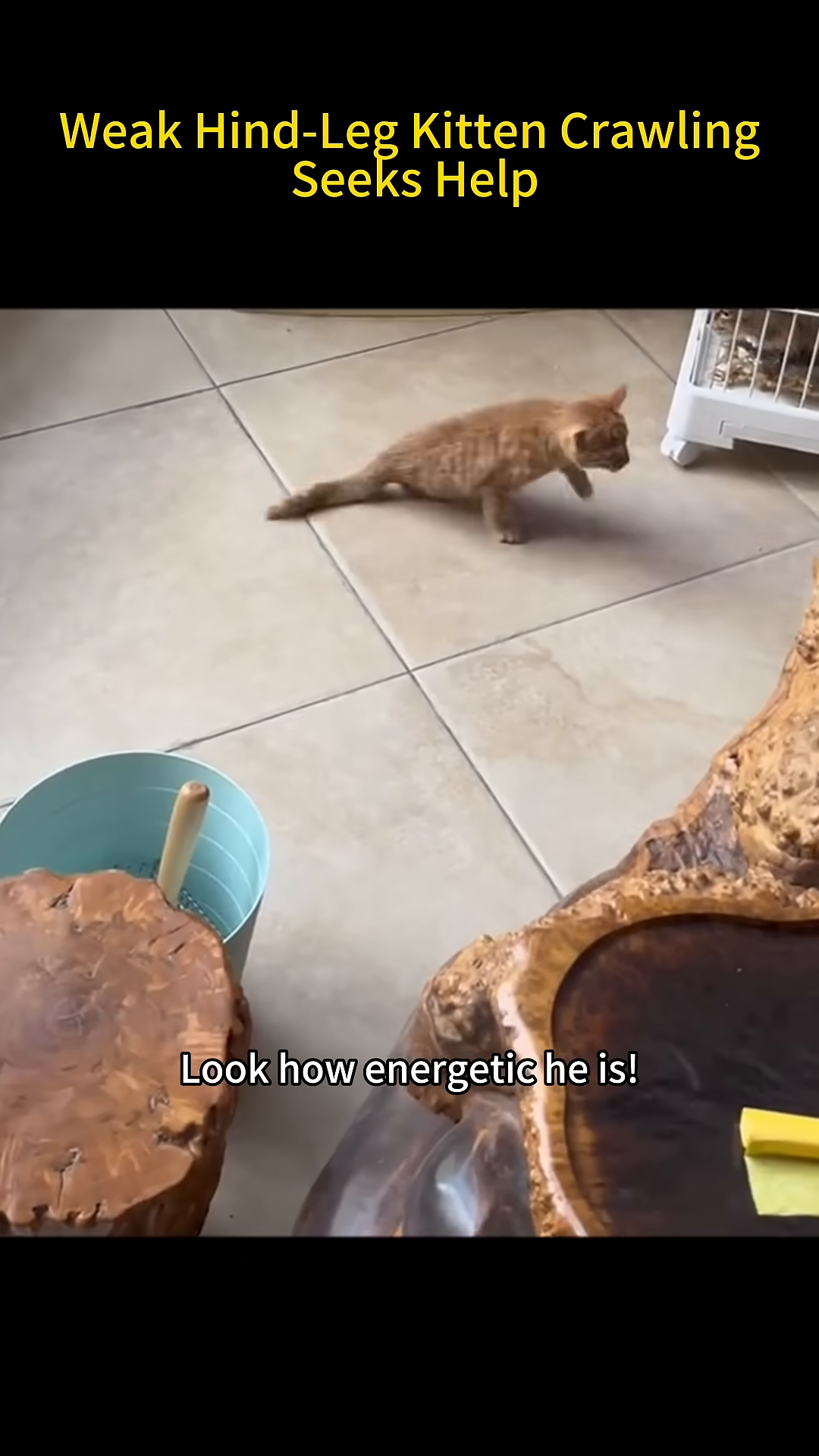 A small ginger kitten is seen running energetically across a tiled floor, its hind legs moving with newfound strength.