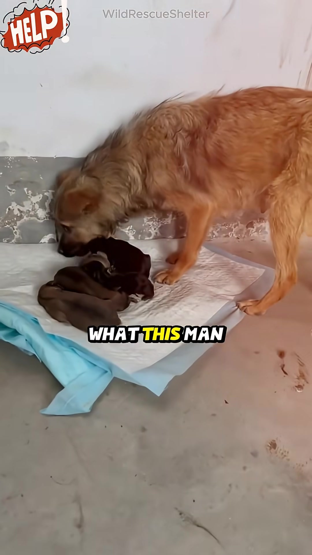The mother dog, now in a clean environment, is gently interacting with her puppies on a soft blue pad.