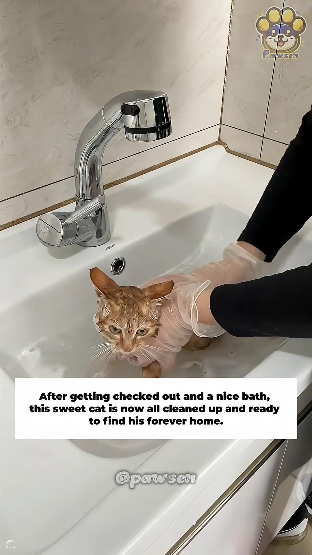 A wet orange kitten is being gently bathed in a sink.