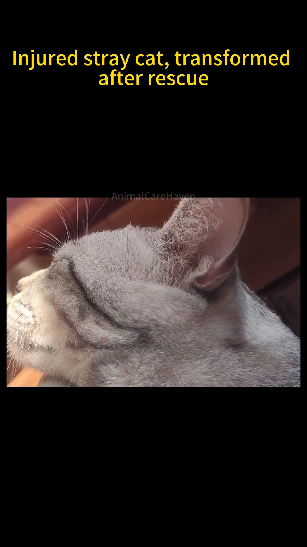A close-up of the cat's face, looking healthy and content, with a playful pink nose filter.