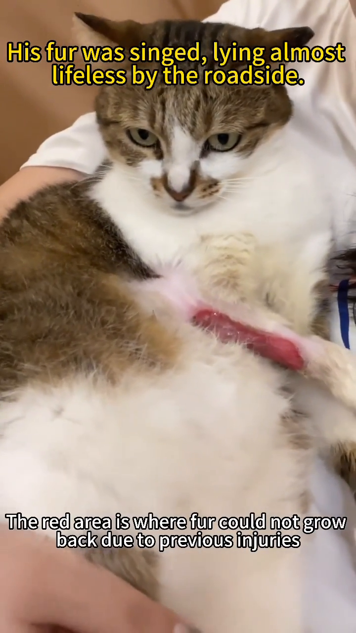Close-up of a cat's torso showing a healed wound area with some redness and no fur regrowth.