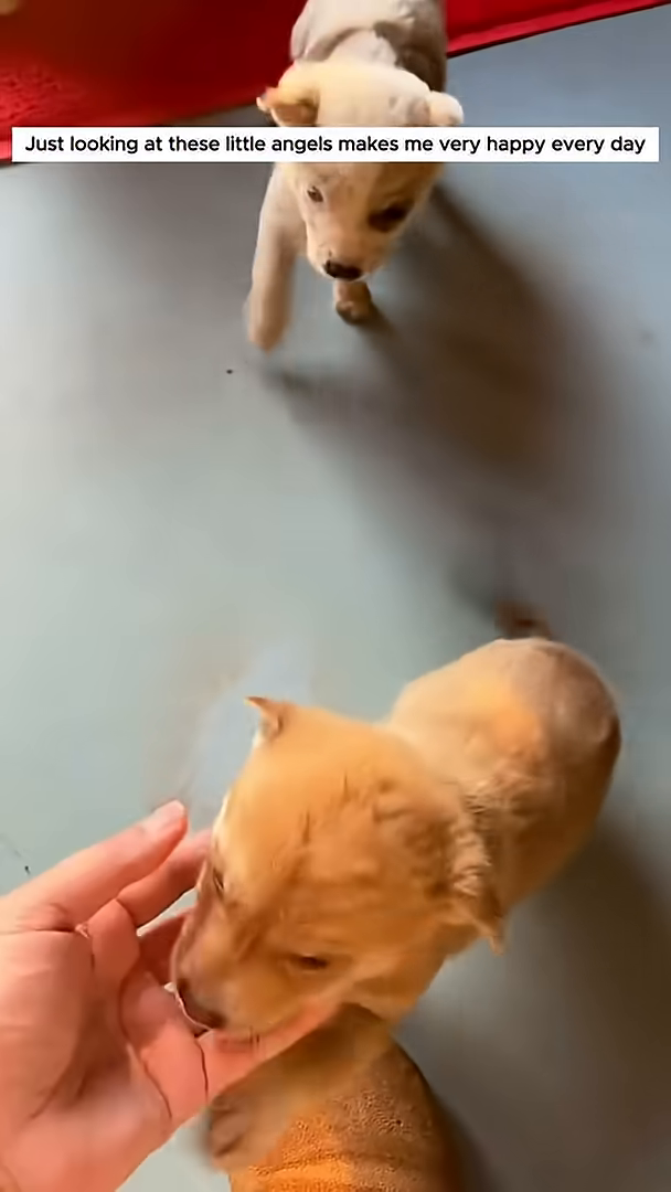 A close-up of a puppy looking up with adoration.