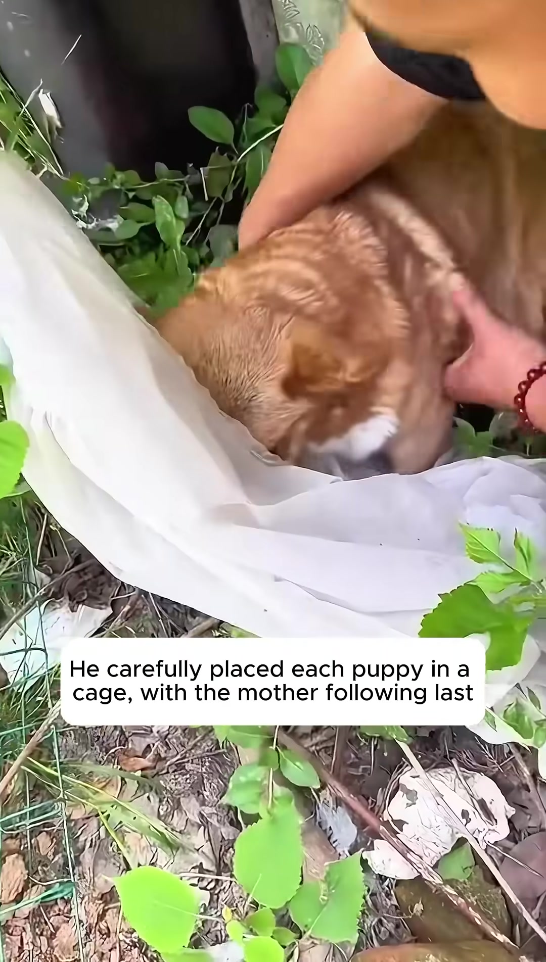 A person applies tick repellent to a corgi while puppies are nearby.