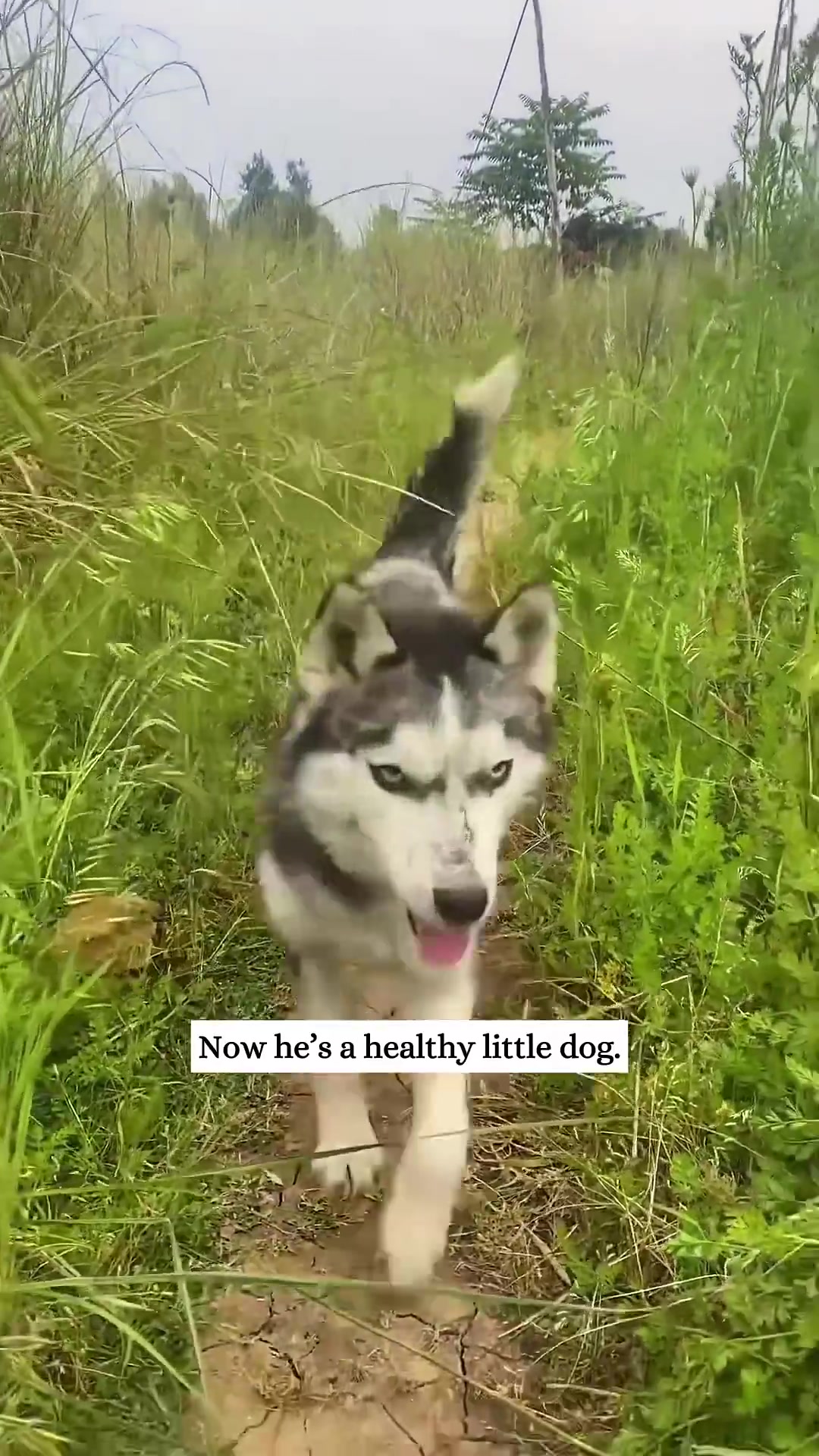 A healthy husky runs happily through tall grass.