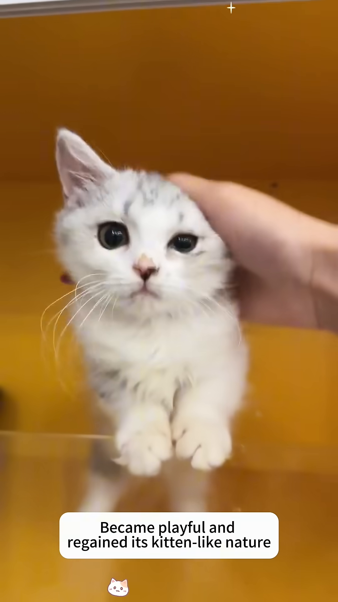 A small kitten is playfully batting at a toy.