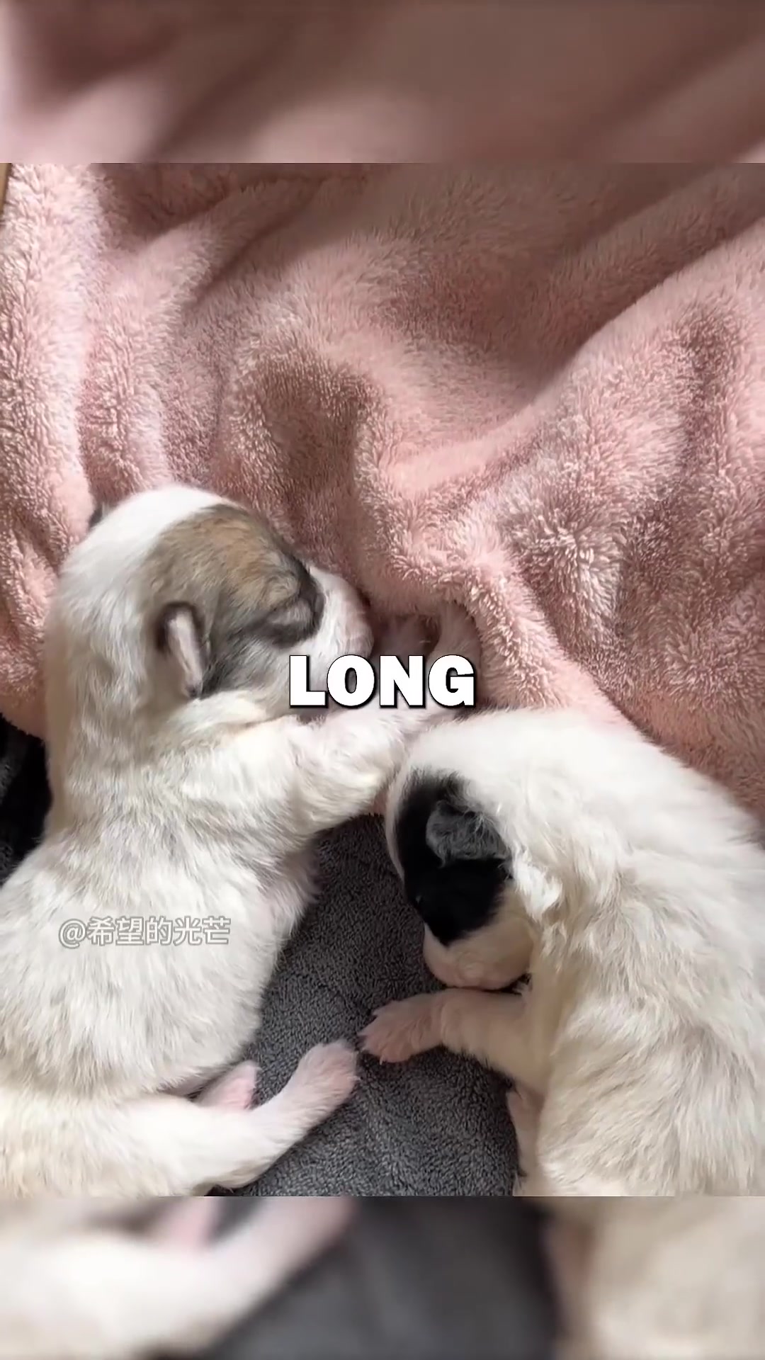 Two puppies sleeping soundly, snuggled together on a soft blanket.