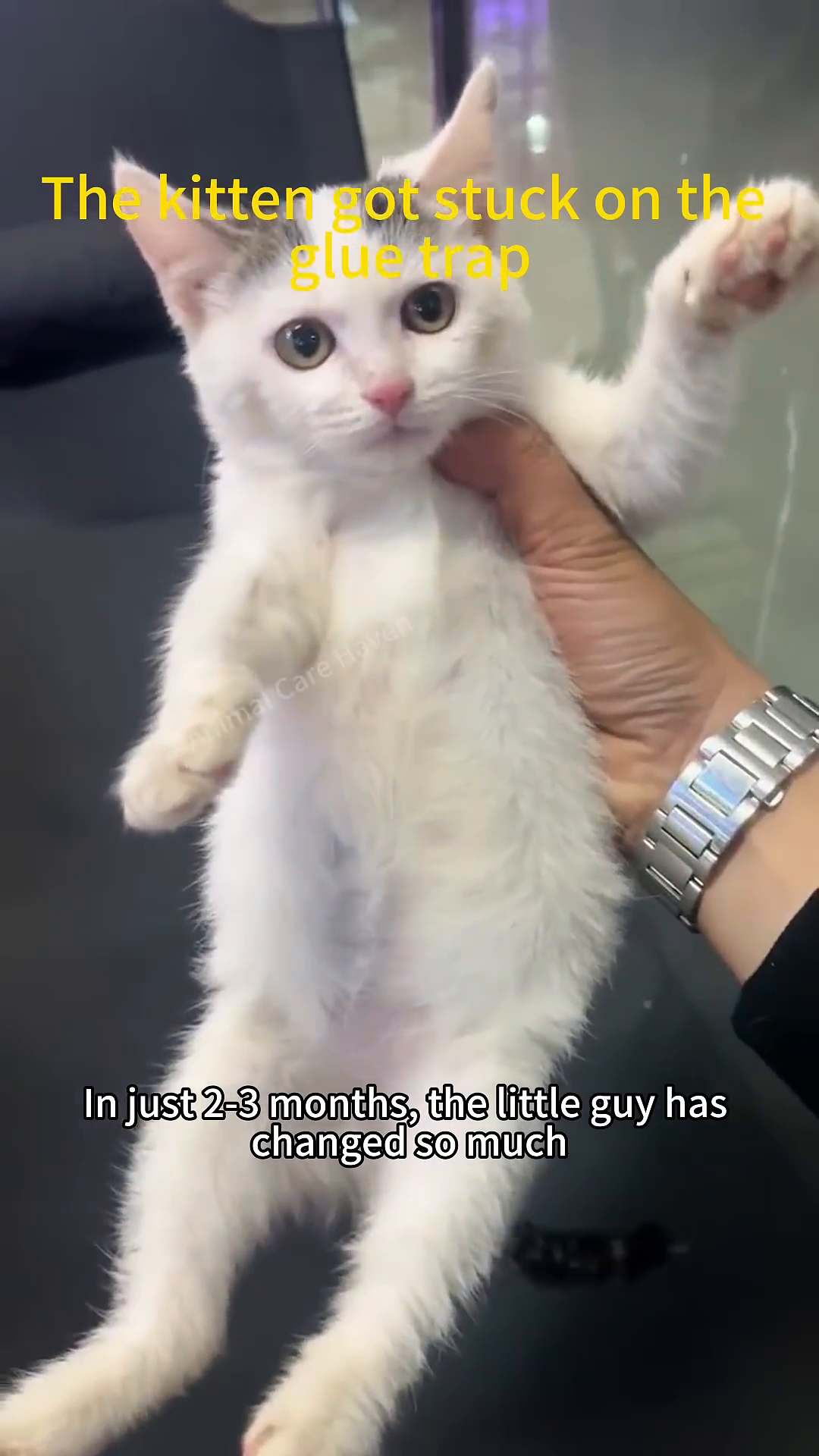 A healthy and happy white kitten with black markings looks directly at the camera.