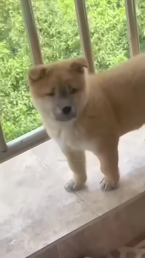 A curious puppy looking around its new environment.