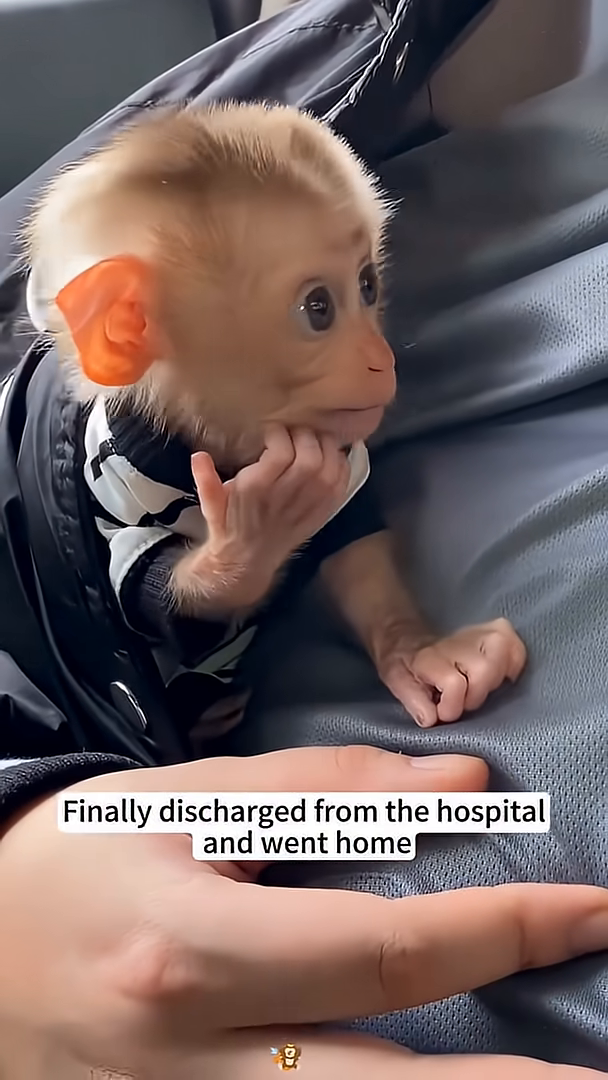 The baby monkey, clean and wrapped in a towel, rests peacefully.