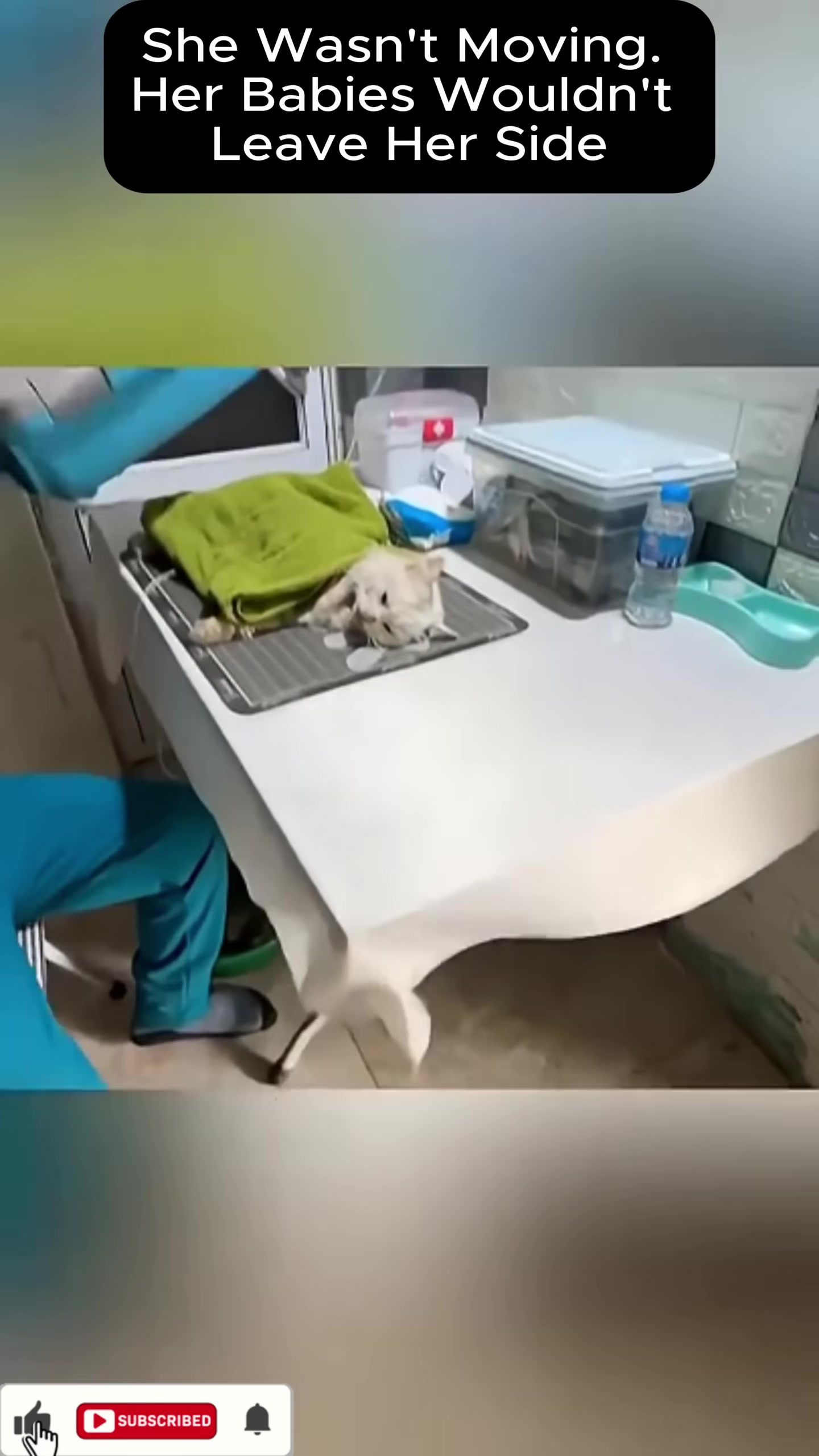 The mother cat nurses her kittens, a heartwarming sign of recovery and family.