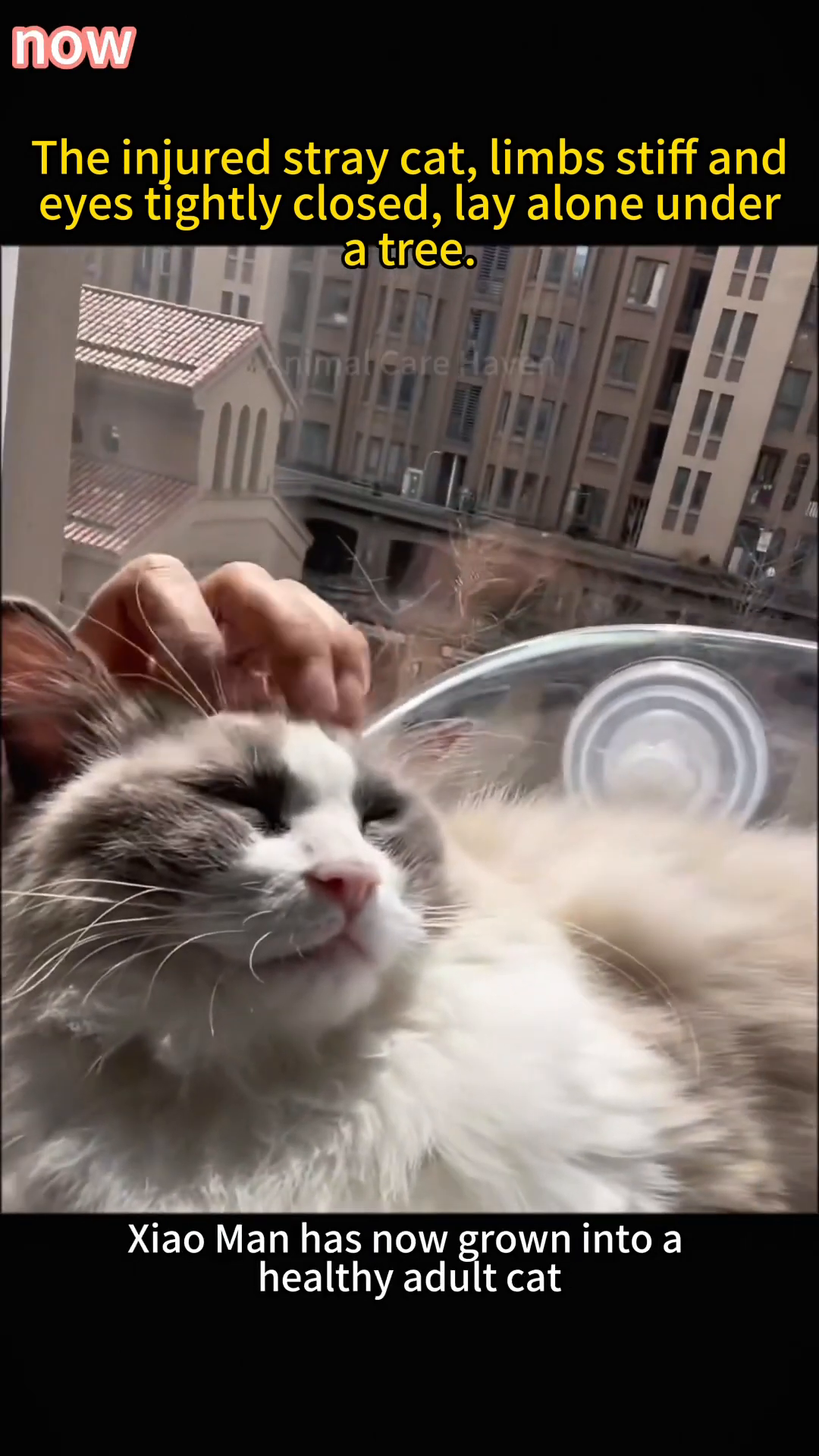 A fluffy cat is being petted by a person, looking content and relaxed.