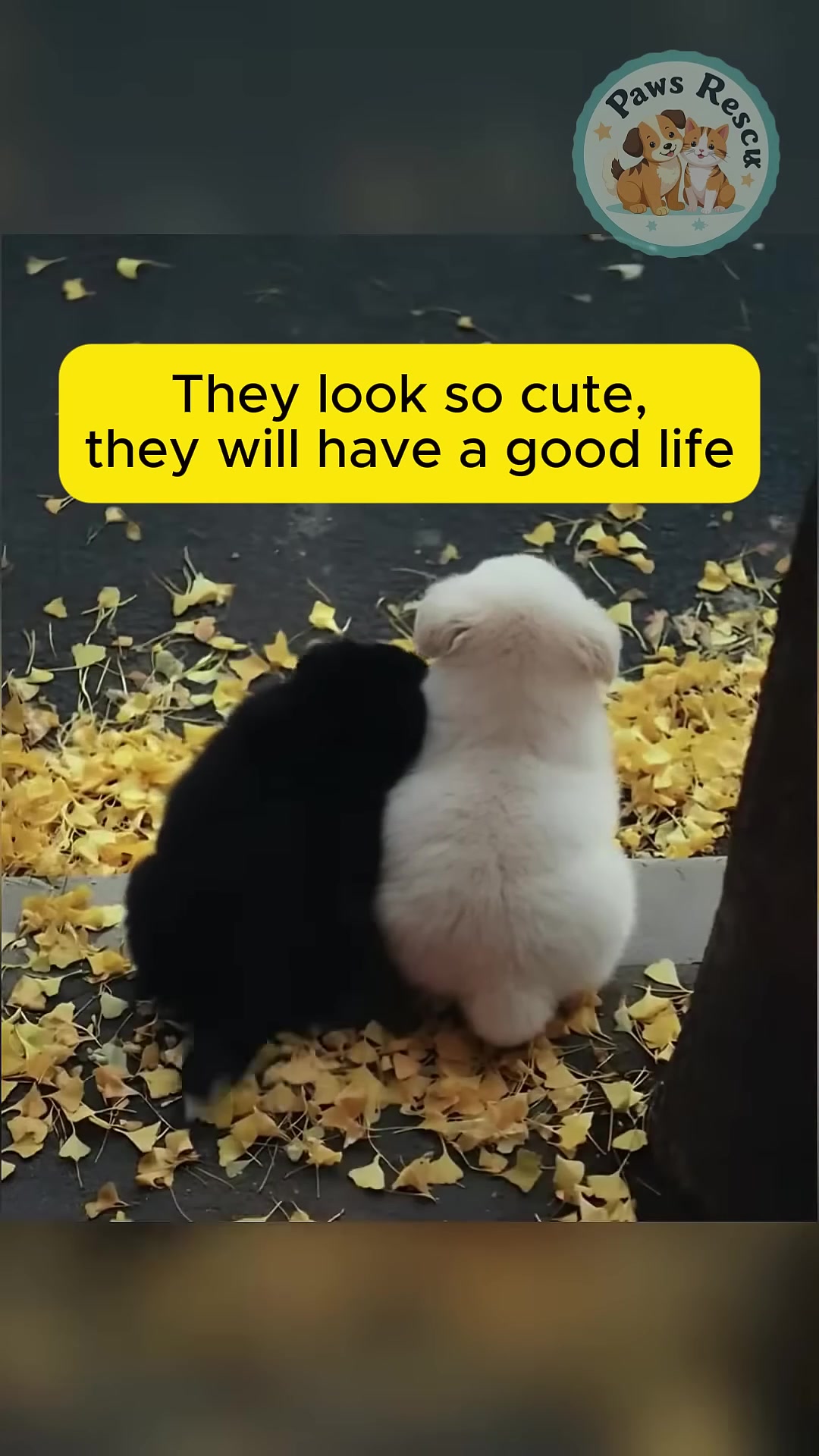 Two puppies snuggled together, looking healthy and content.