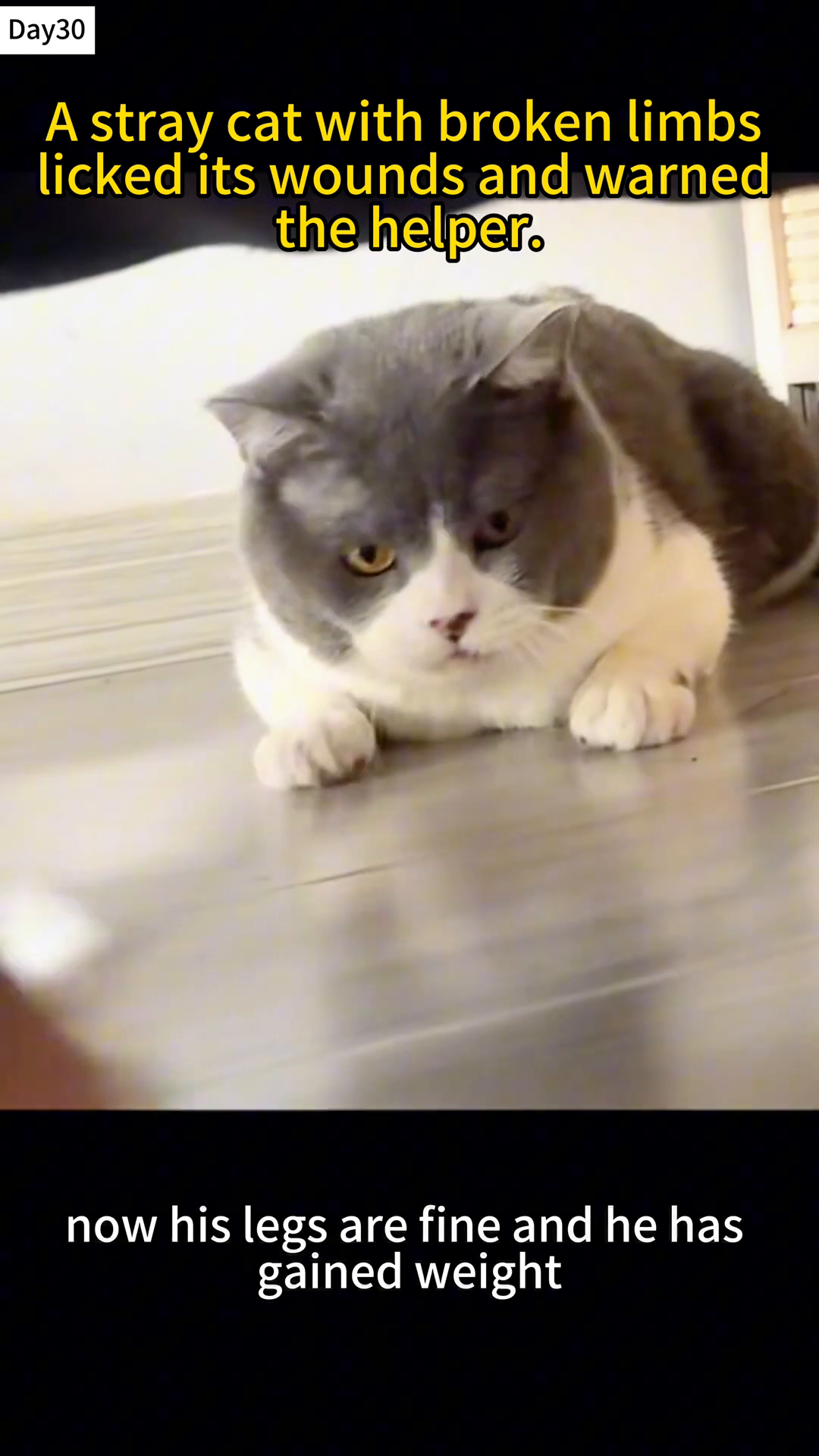 A healthy-looking cat is lying down, appearing content.