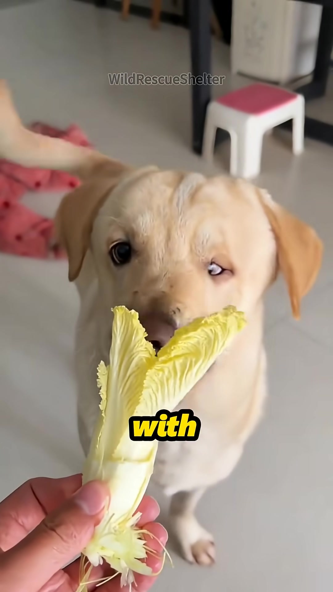 A healthy, happy puppy lying on a blanket, eating a piece of fruit.