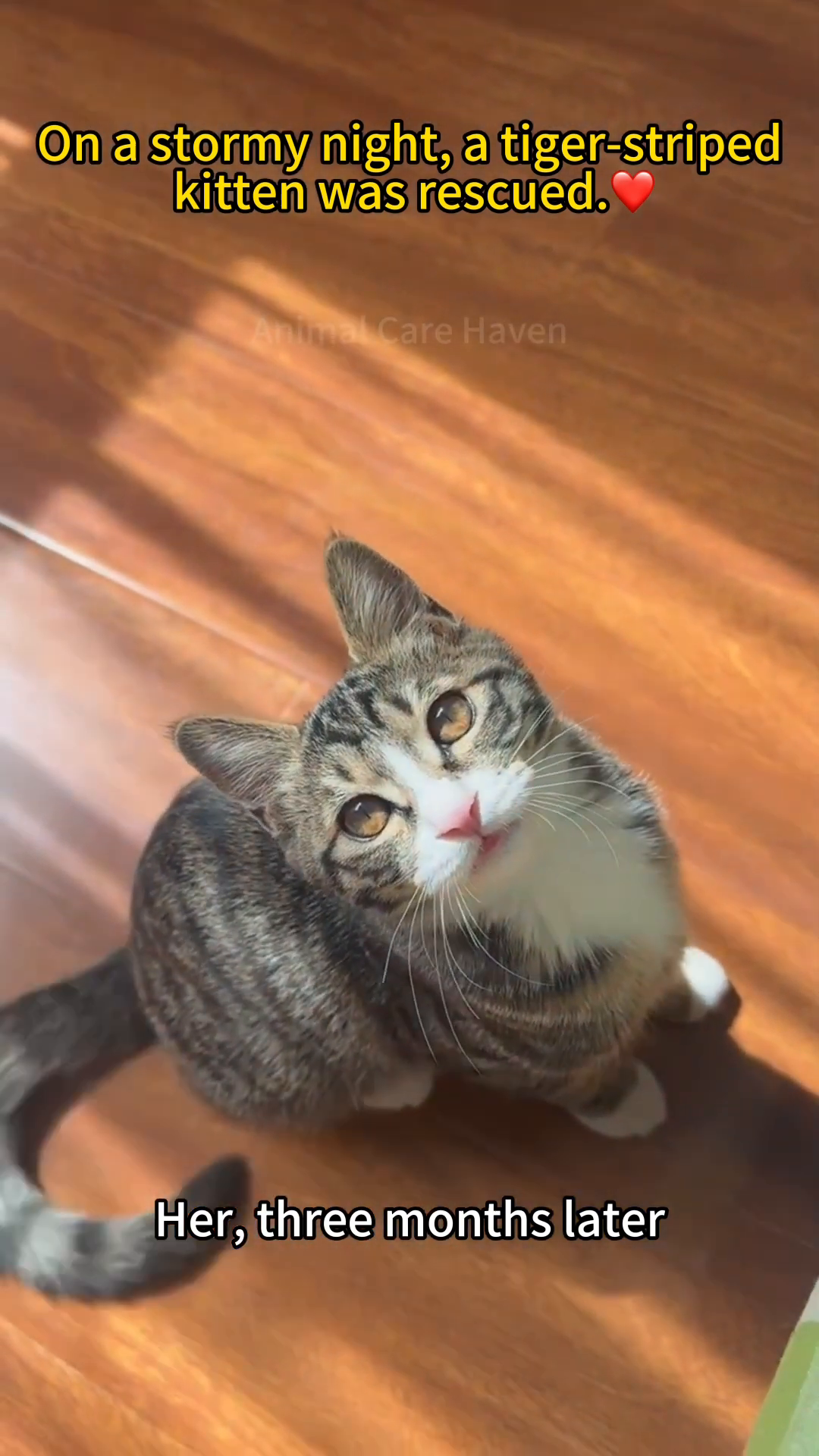 A healthy, playful kitten looking up curiously.