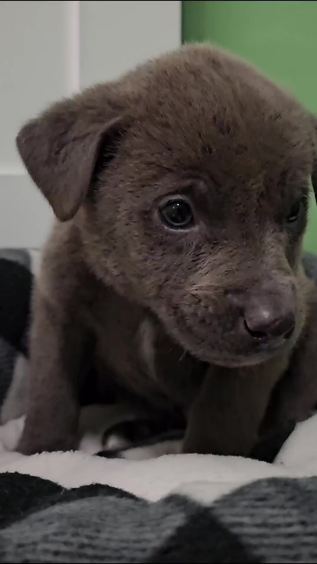 A small grey puppy lies on a blanket, looking sleepy and content, ready for sleep.