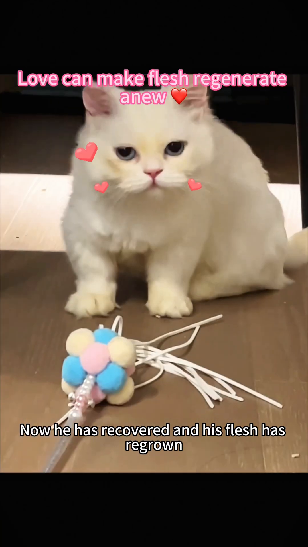 A healthy, fluffy white cat sits alertly, looking bright-eyed and playful.