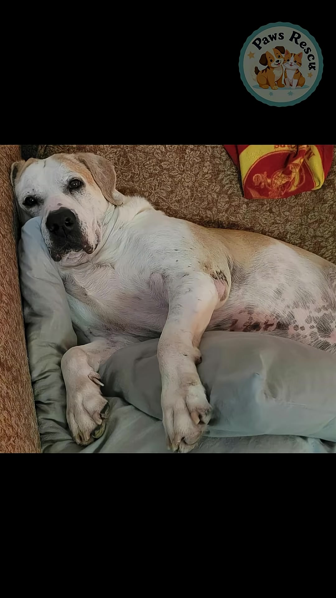 The dog is seen resting peacefully on a couch, a picture of contentment.
