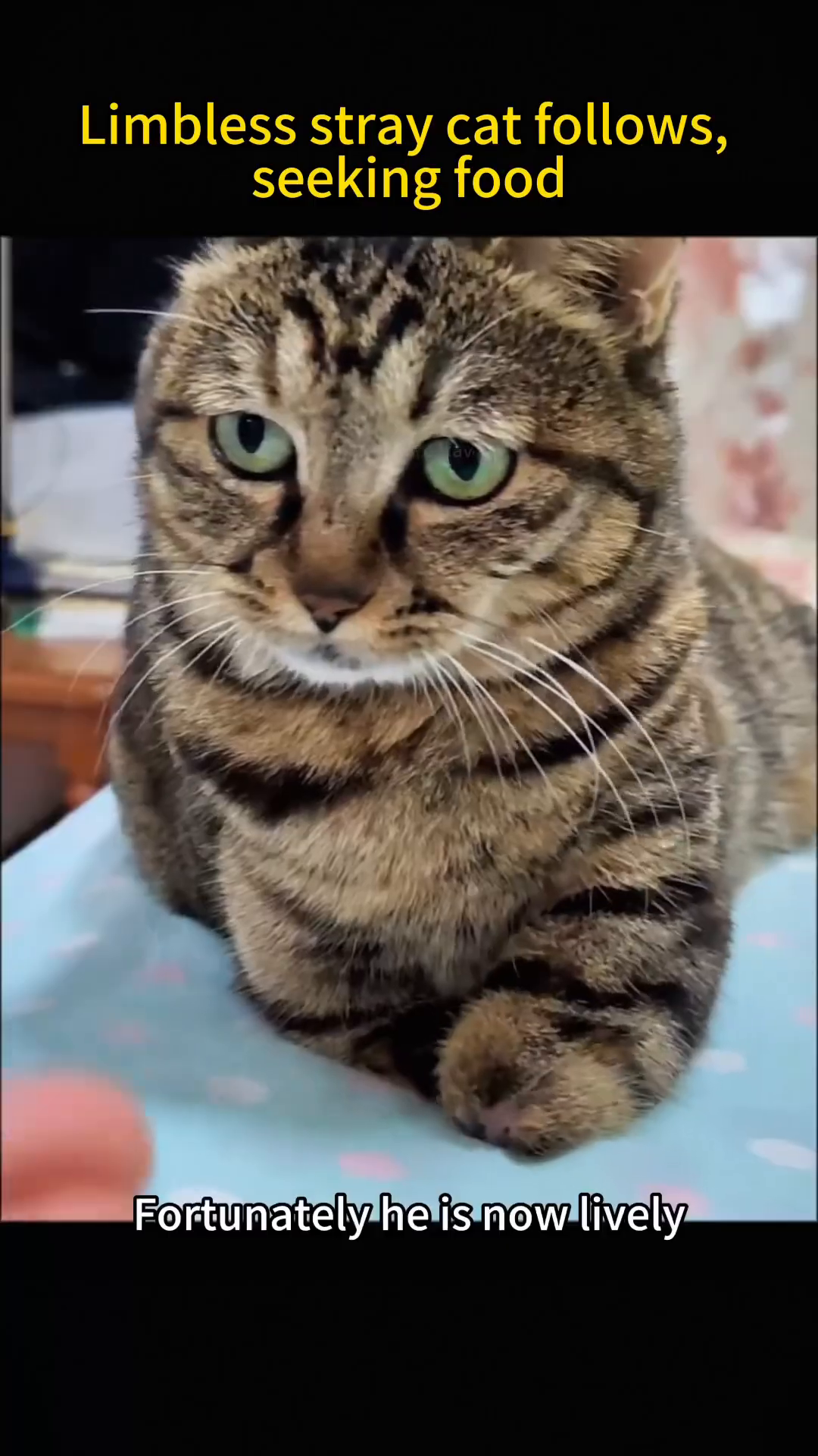 The limbless cat is sitting up, looking lively and engaging with a person's hand.