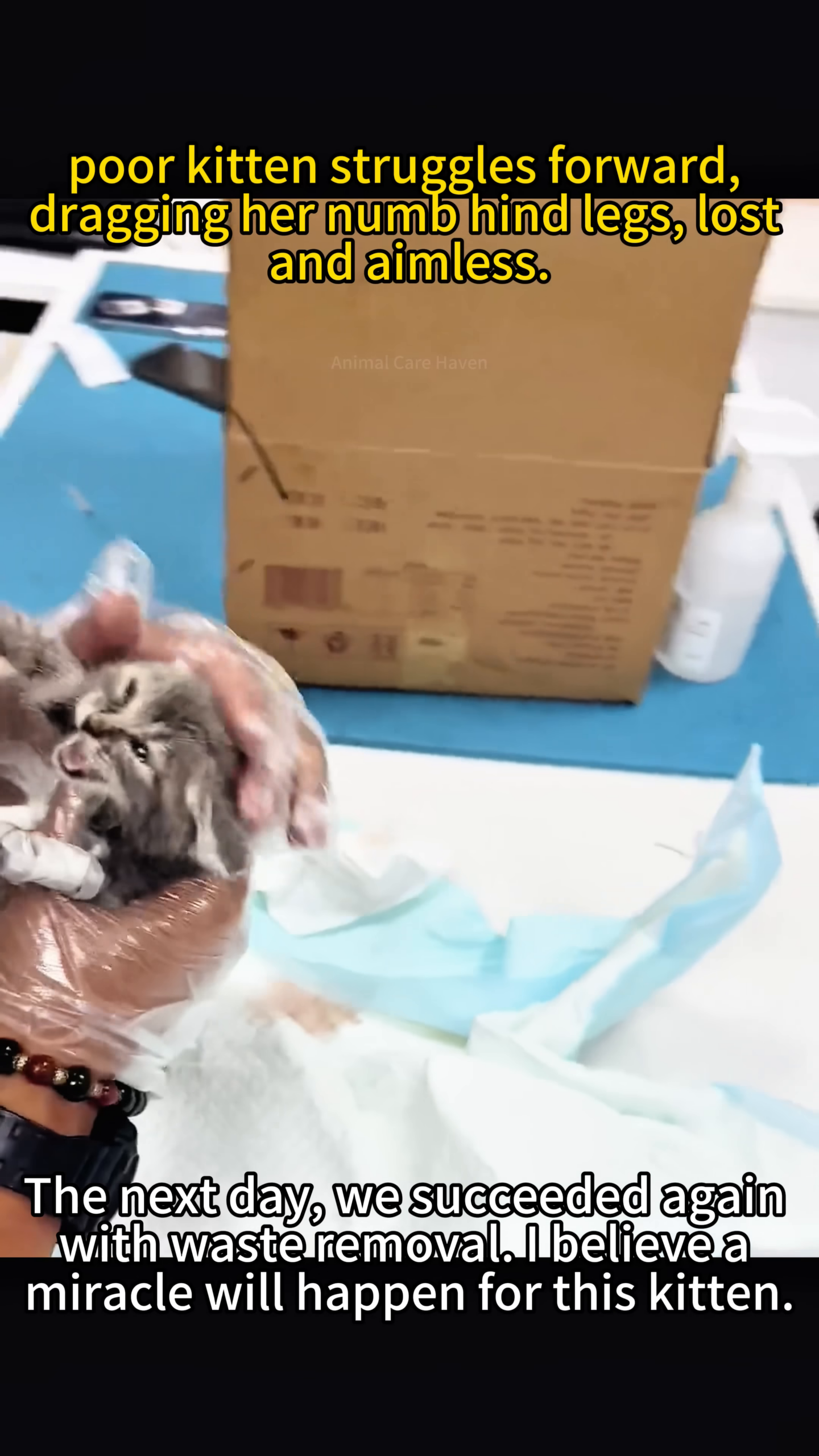 The kitten, looking weak but alive, is held gently after its successful treatment.
