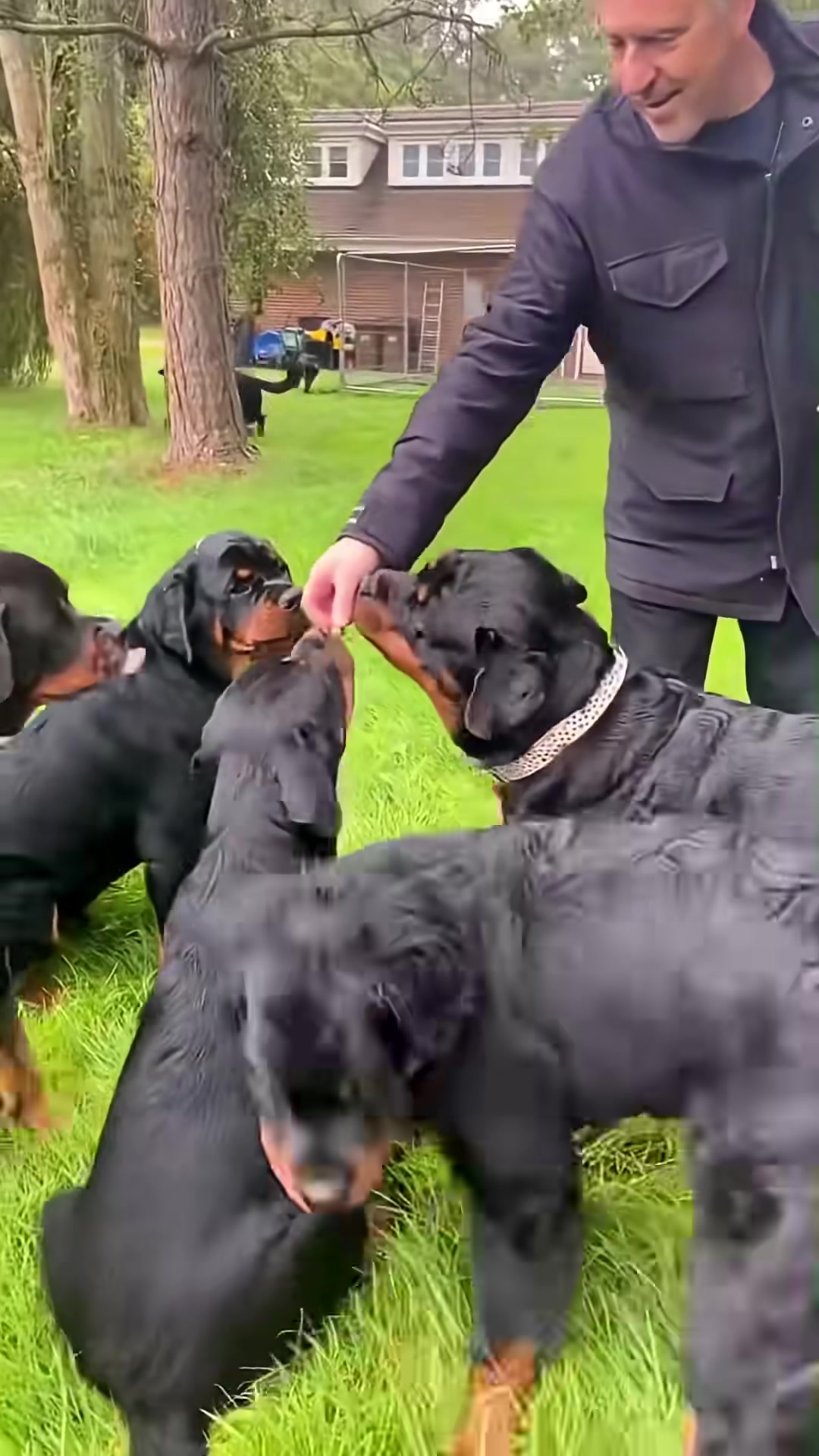 A group of adult Rottweilers interact affectionately with each other in a grassy outdoor area.