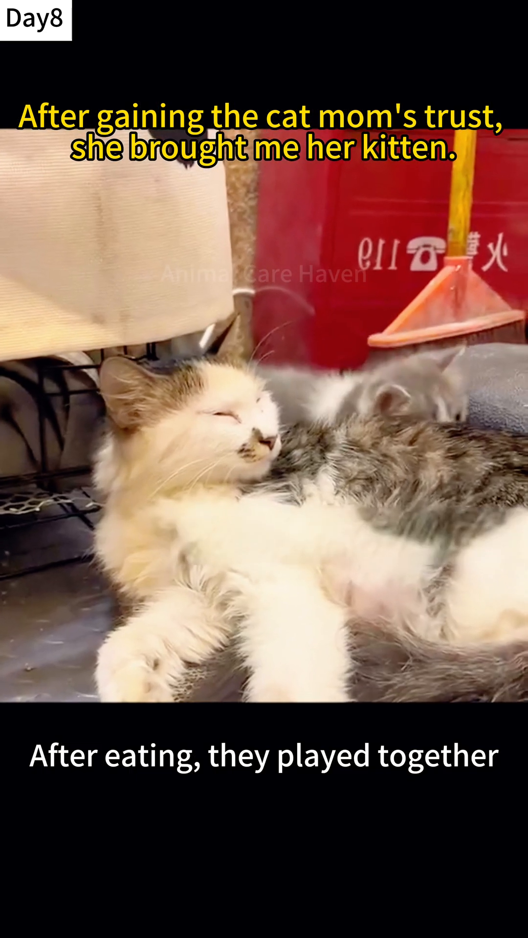 A mother cat rests while her kittens playfully interact and snuggle with her.