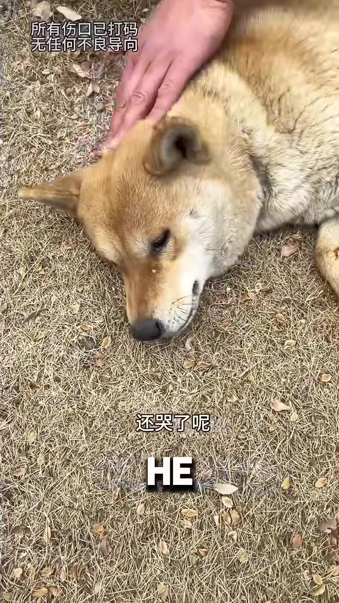 The rescued dog lying calmly as rescuers tend to his paw, with two other dogs watching nearby.