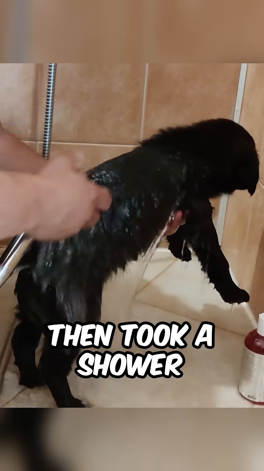 The puppy being bathed, looking a bit bewildered but clean.