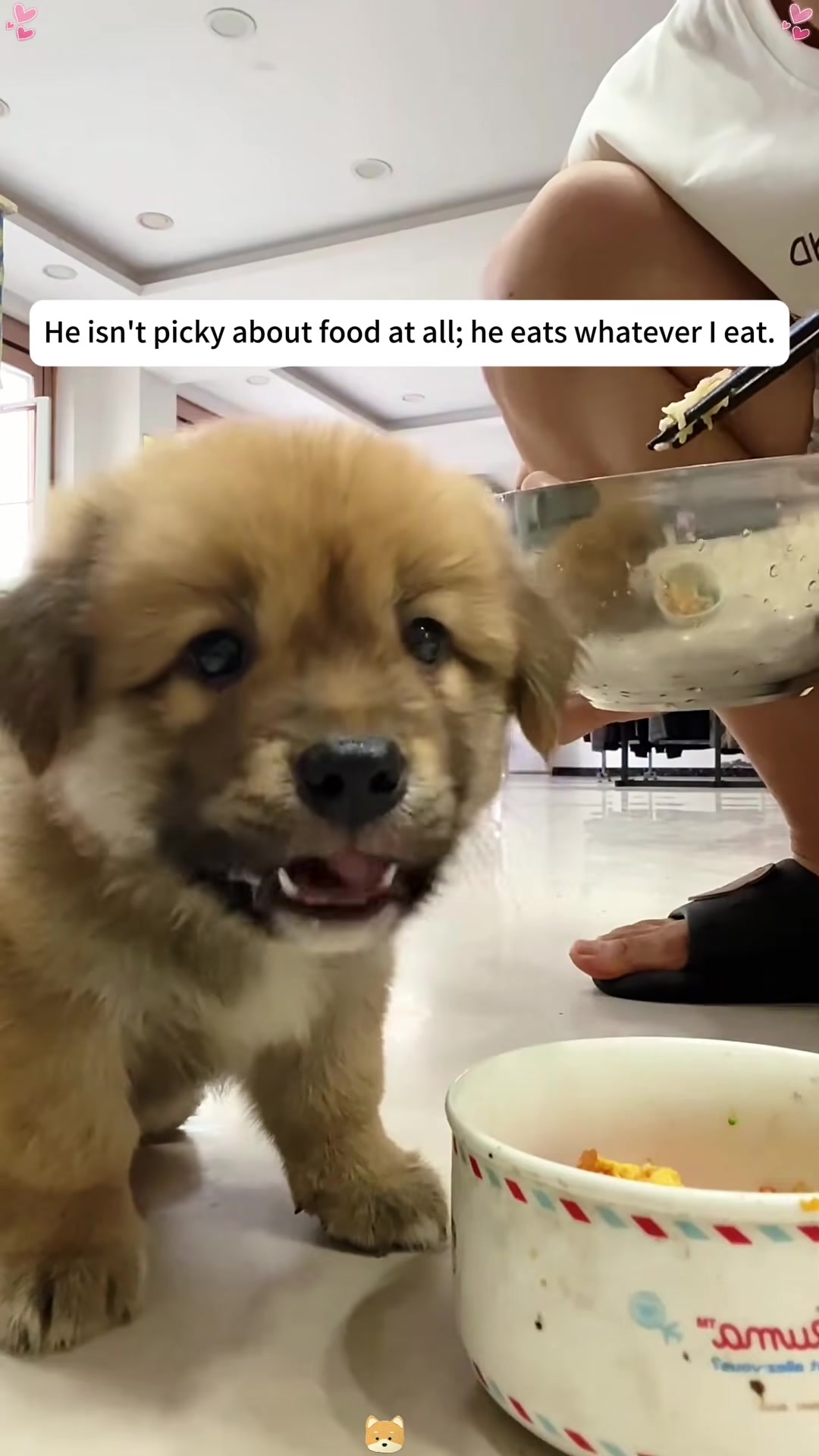 A small puppy is looking up with its mouth open, seemingly asking for food.