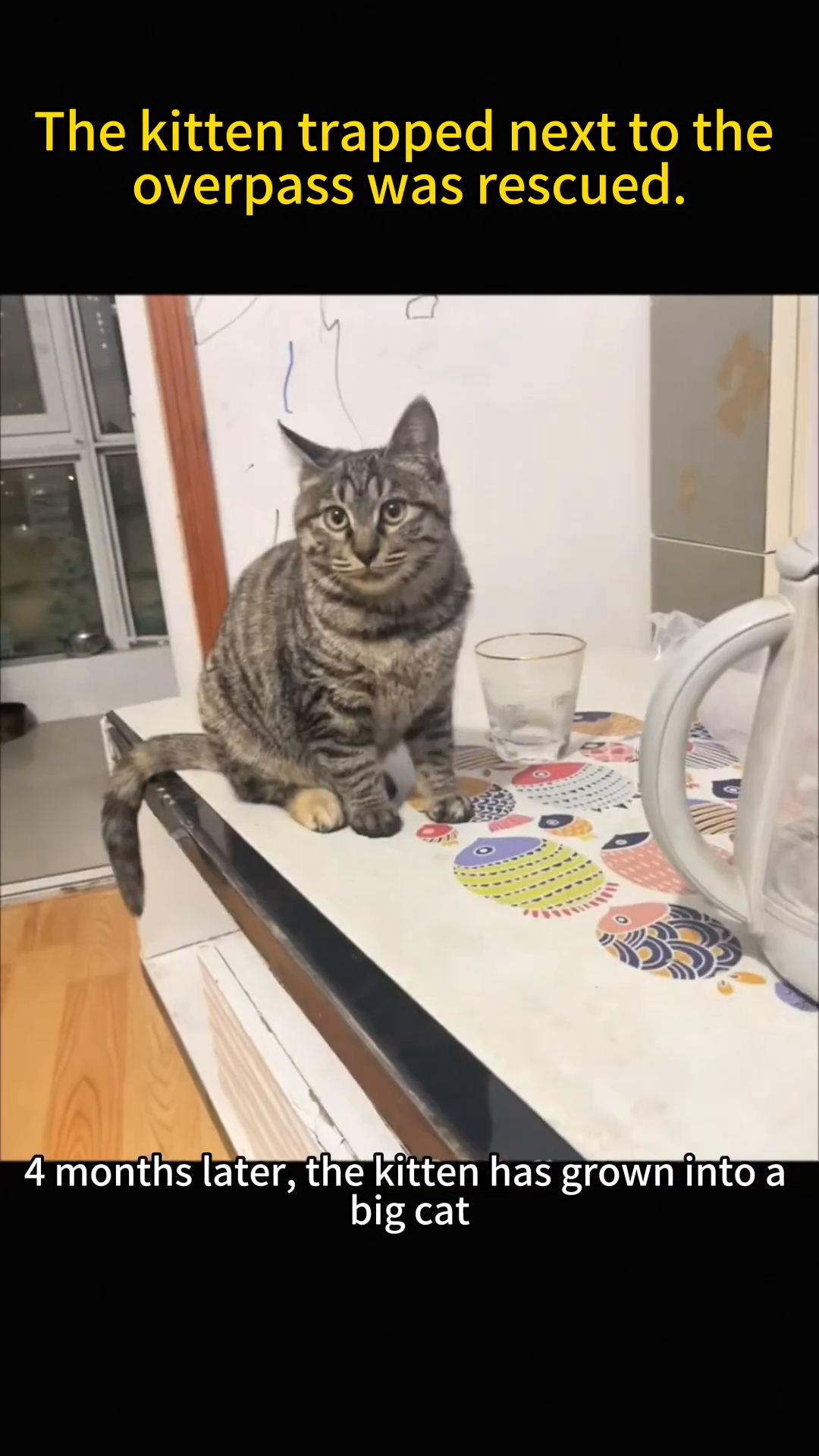 A healthy, well-groomed tabby cat sits alertly on a table, looking directly at the camera.