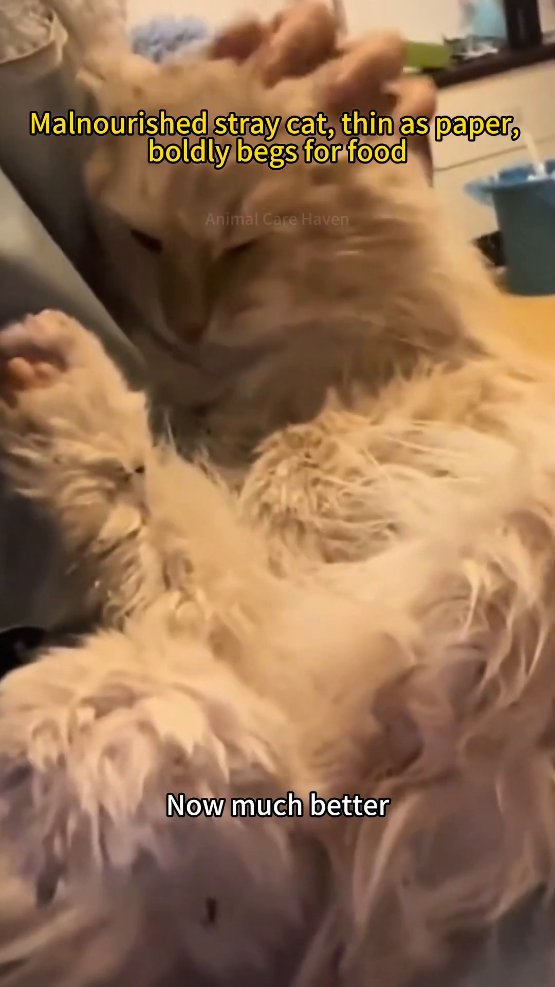 A fluffy, light-colored cat is being petted, looking much healthier and content.