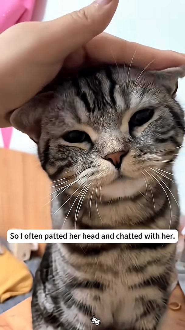 A person's hand gently strokes the head of a kitten looking up with wide eyes.
