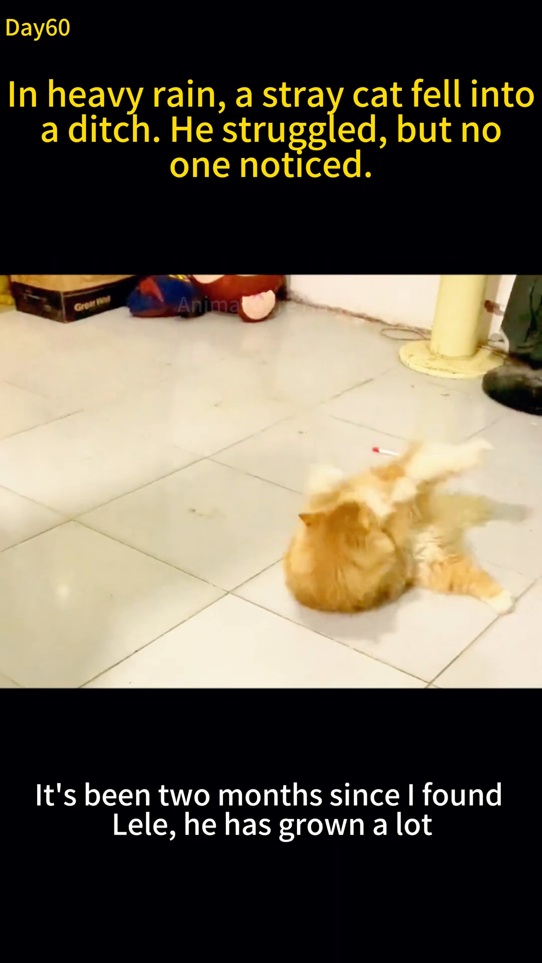 A healthy, fluffy orange cat is playfully rolling on the floor, looking happy and energetic.