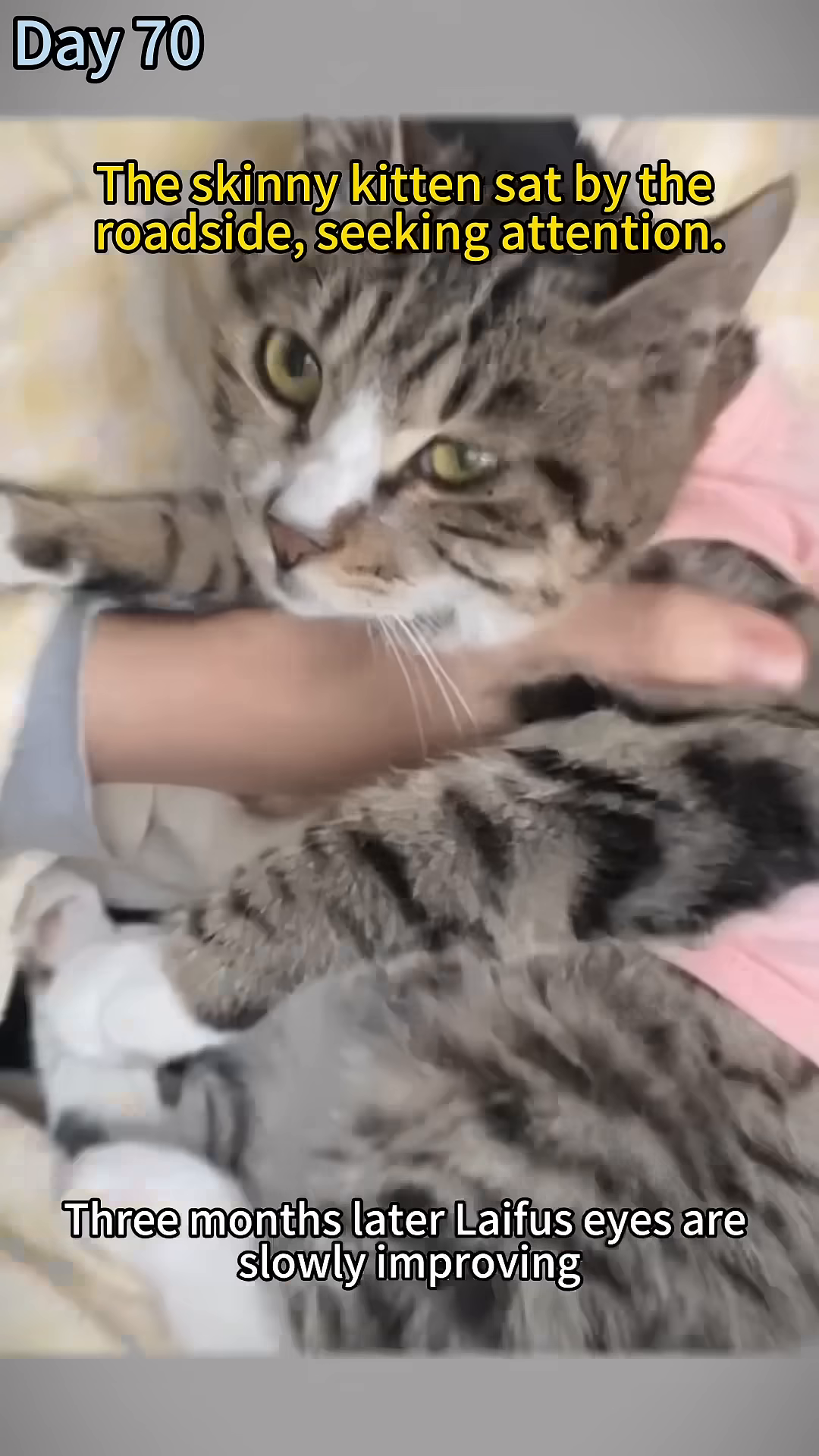 A healthy-looking tabby cat with bright green eyes is being held and petted, wearing a pink outfit.