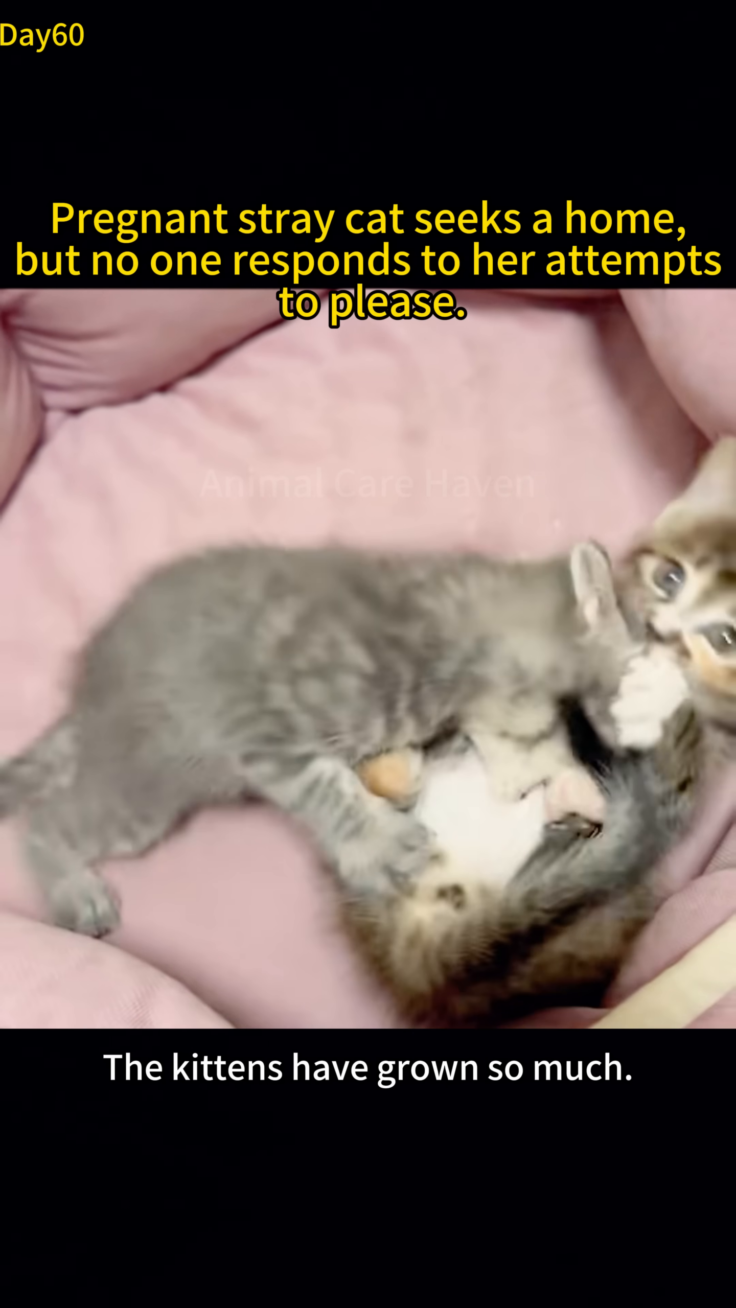 Several healthy kittens are nestled together in a soft pink pet bed, playing and cuddling.