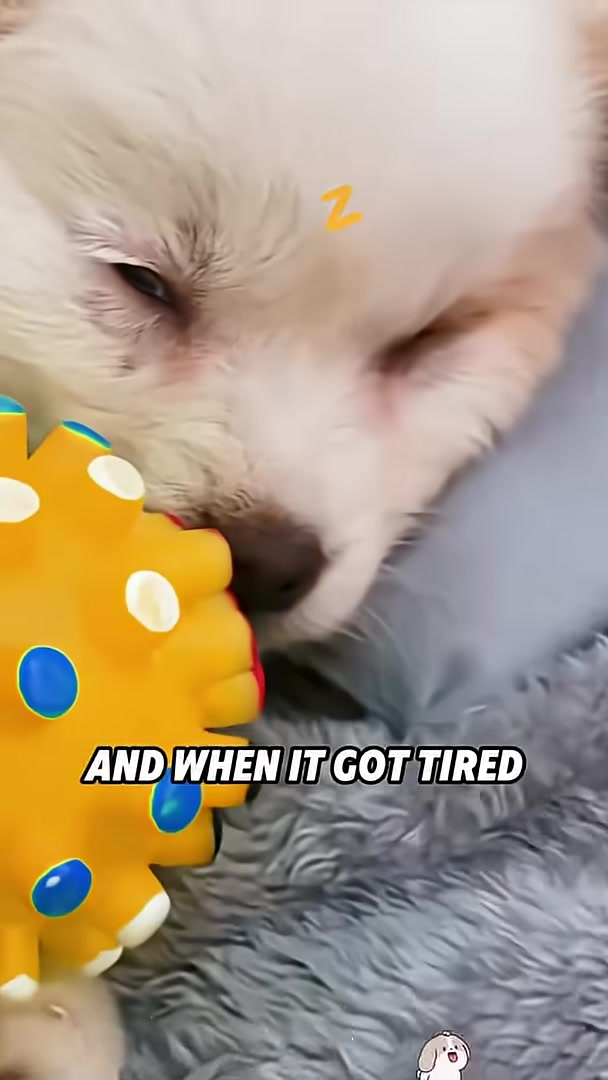 A small white puppy sleeping soundly, curled up with a yellow toy.