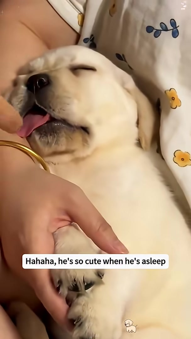 A puppy sleeps soundly with its tongue sticking out, looking peaceful and content.